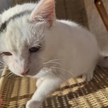Bujtina Tusha Maison d'hôtes Priska e Madhe