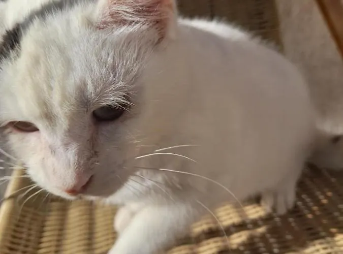 Bujtina Tusha Affittacamere Priska e Madhe