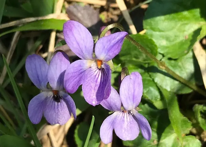 Bujtina Tusha Affittacamere Priska e Madhe
