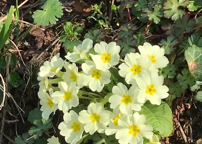 Affittacamere Bujtina Tusha