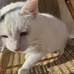 Bujtina Tusha ゲストハウス Priska e Madhe