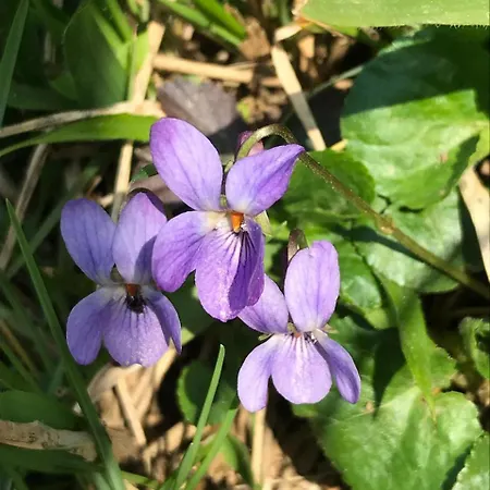 Bujtina Tusha בית הארחה Priska e Madhe
