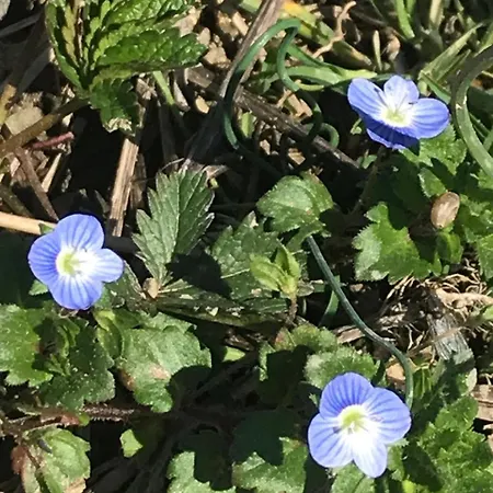 Bujtina Tusha Priska e Madhe