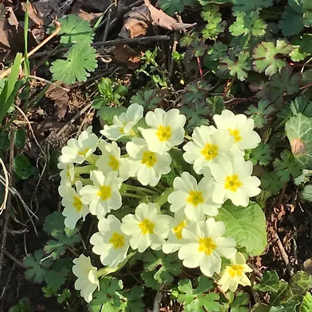 בית הארחה Bujtina Tusha