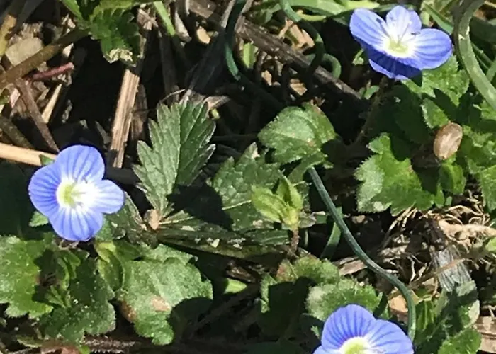 Bujtina Tusha Priska e Madhe